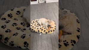 Собачка Шорки и морковка.