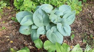 Метаморфозы реверса на примере хост Ice Age Travel и Big Daddy