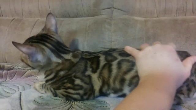 Бенгальский котенок. Брюс Всемогущий смотреть онлайн