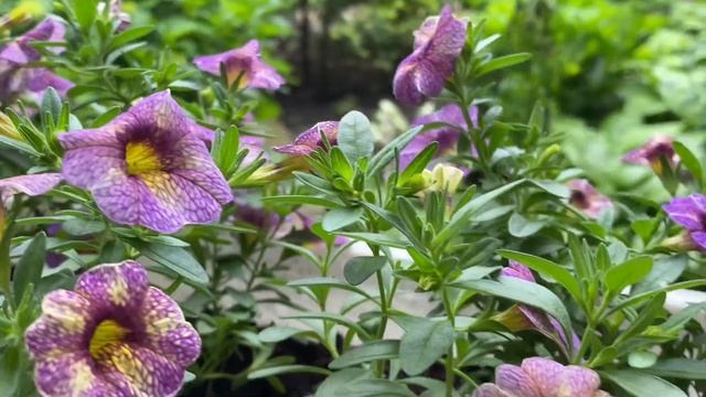 ЯК ЗБІЛЬШИТИ КВІТУВАННЯ ✅В КАШПО 🍑АБРИКОС 🌻АРОМАТ ? смотреть онлайн