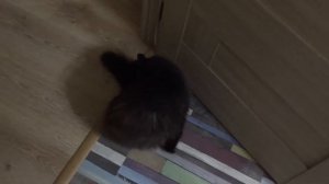 Кот издевается надо мной. Прикол