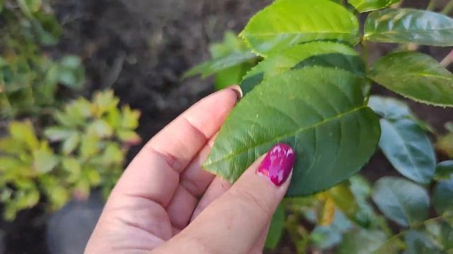 САМАЯ ЛУЧШАЯ ЖЁЛТАЯ РОЗА БЕРНШТЕЙН РОУЗ