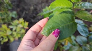 САМАЯ ЛУЧШАЯ ЖЁЛТАЯ РОЗА🌹 БЕРНШТЕЙН РОУЗ