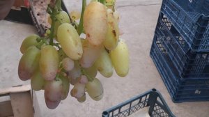 Сорт винограду "Мускат Дієвський" "Кумир" "Артек" "Пам"я?