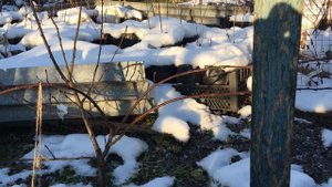 Укрытие персика на зиму | 08.12.24 | Чувашия