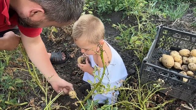 Такої картоплі не чекали. Артем вперше куштує горох 🫛 смотреть онлайн