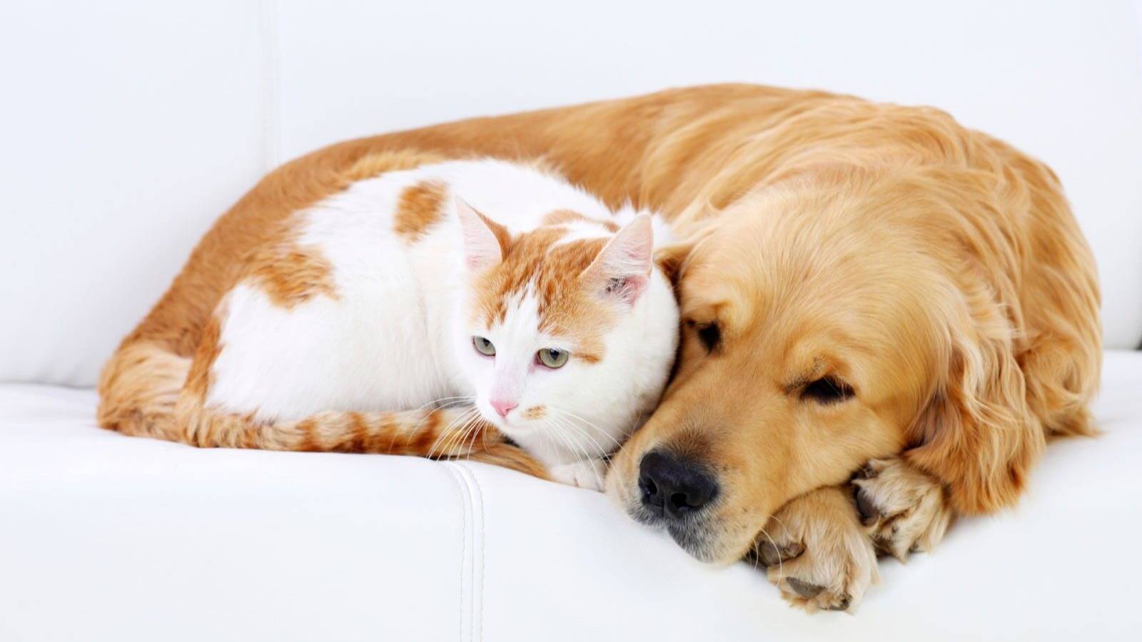 ПРИКОЛЫ С ЖИВОТНЫМИ! СМЕШНЫЕ КОТЫ и СОБАКИ. Видео смешных котов, котят и собак! смотреть онлайн