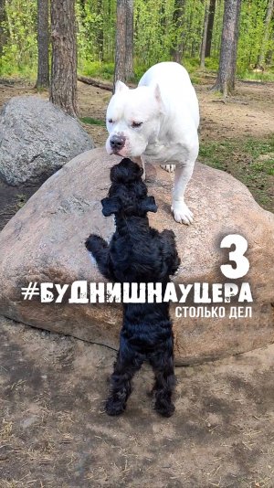Ну ооочень занятой пёс #буднишнауцера 3