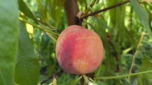 Сорт позднего персика Монро(Monroe)