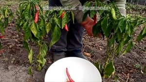 Острый перец 🌶 Сбор урожая