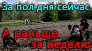 Посадили картошки больше, чем когда либо. Высадили помидоры в теплицу. Ане уже три года.