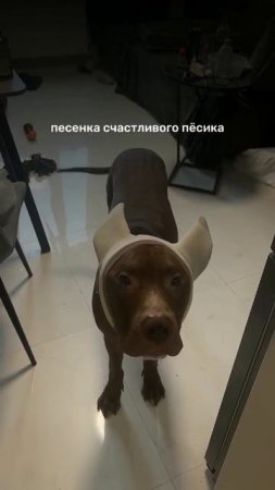 Песенка счастливого пёсика