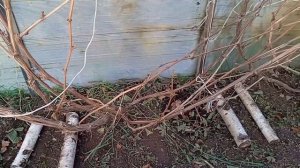 Подготовка винограда к зиме.