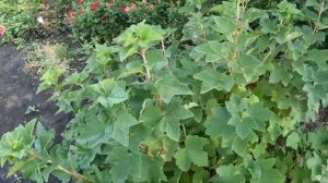 Смородина красная. Сорт Красная Андрейченко.