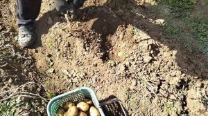 Картофель ЗЕКУРА выращиваем на Дальнем Востоке 👍😋