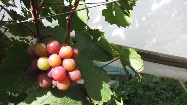 Виноград Красноярска. Сергей Будрис. 2020г. смотреть онлайн