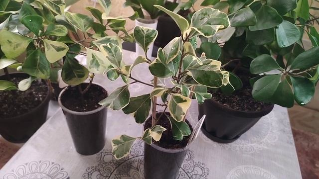 Мои фикусы в декабре 2024 смотреть онлайн