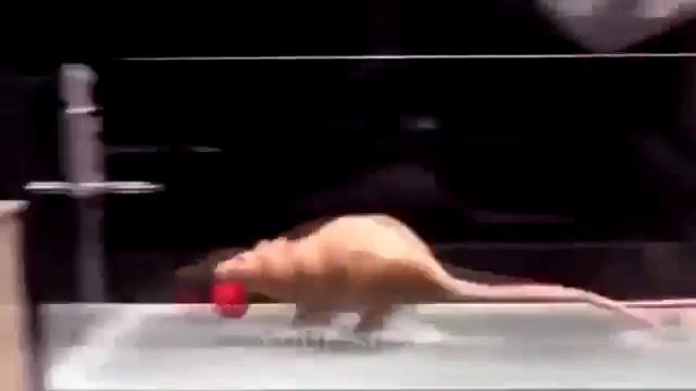 Русские приколы/Эту страну не победить/Лучшие приколы 2017 #9 смотреть онлайн