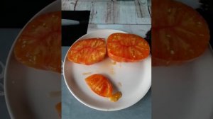 Томат гном Король красоты.