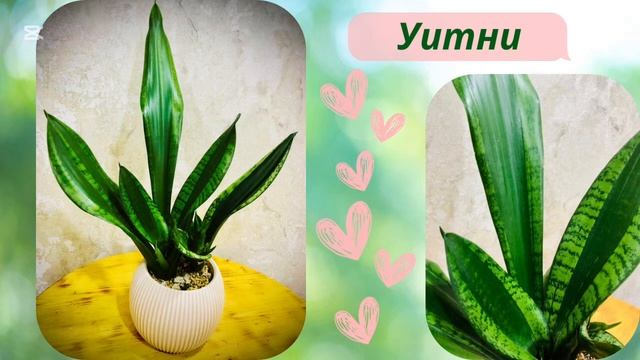 💚Моя коллекция сансевиерий💚 @marinaqueen9988 смотреть онлайн