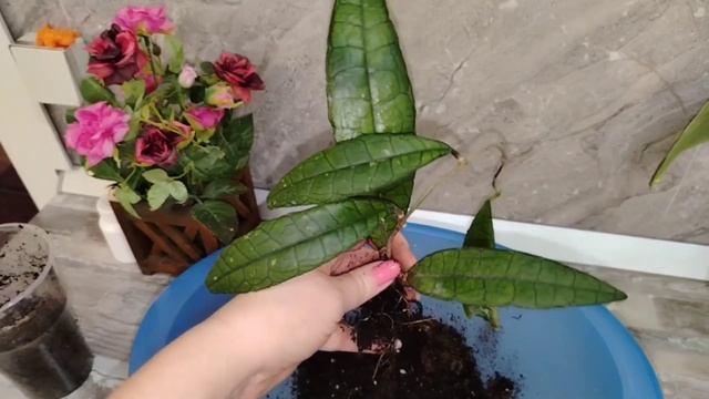 /Хойи/Пополнение в коллекции хой/ смотреть онлайн