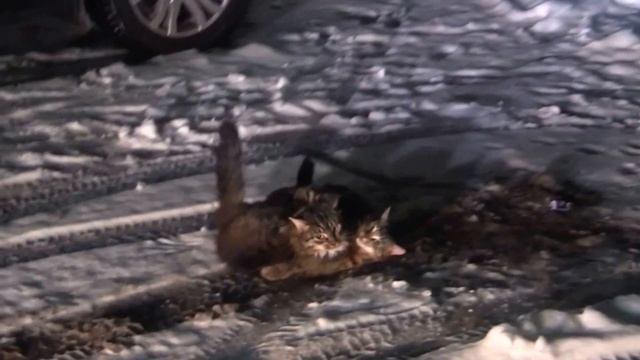 Разборки котов в Бронксе смотреть онлайн