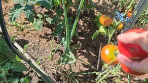 🍅Сорта томатов🍅 ГНОМ СИЯЮЩАЯ КРАСОТА🍅 DWARF Blazing Beauty