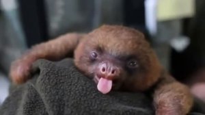 Маленький ленивец зевает