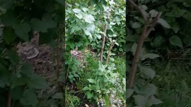 Просто видео