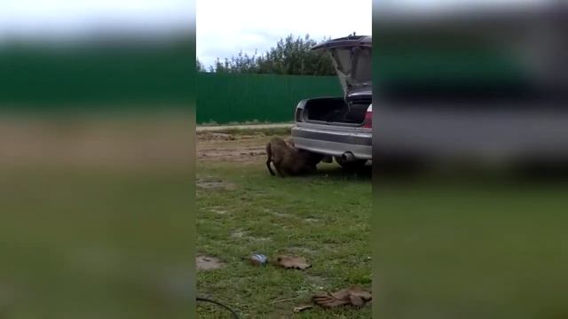 ПОДБОРКА ПРИКОЛОВ 2020. ЛУЧШИЕ ПРИКОЛЫ. СМЕХ ДО СЛЕЗ. ПОПРОБУЙ НЕ ЗАСМЕЙСЯ смотреть онлайн