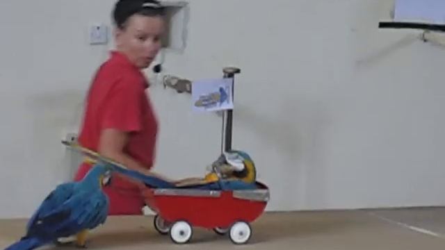 Пафоский птичник. Шоу попугаев. отрывок) смотреть онлайн