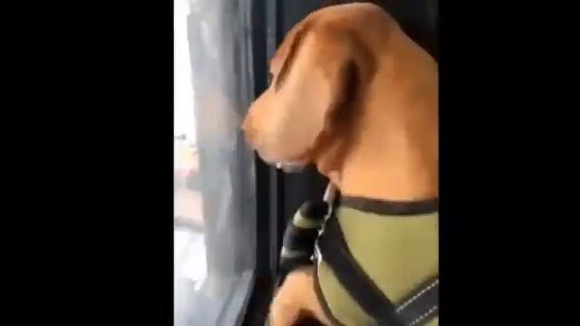 Обезьяна дразнить собаку / Прикол с животными #shorts смотреть онлайн