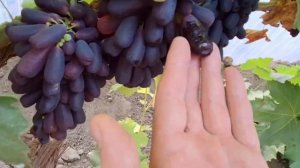 Виноград Аватар