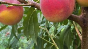 Новый сорт позднего персика Экстрим 568(Extreme 568 (Испания)