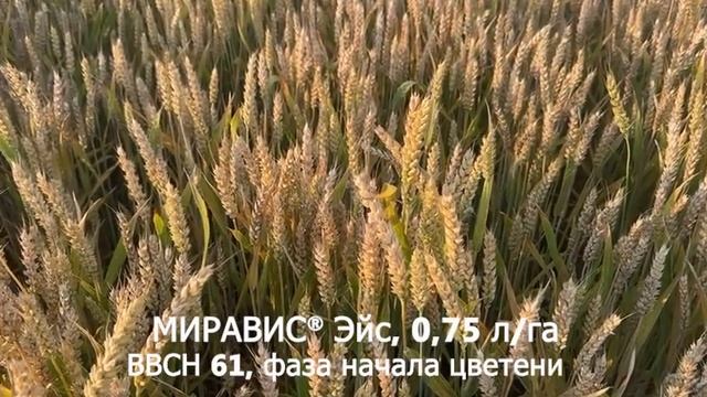 Чернь колоса – болезнь зерновых