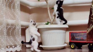 Забавные котята и комнатные растения.