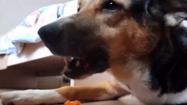 Звук хруста собака ест морковку ASMR / Dog eating carrot ASMR смотреть онлайн