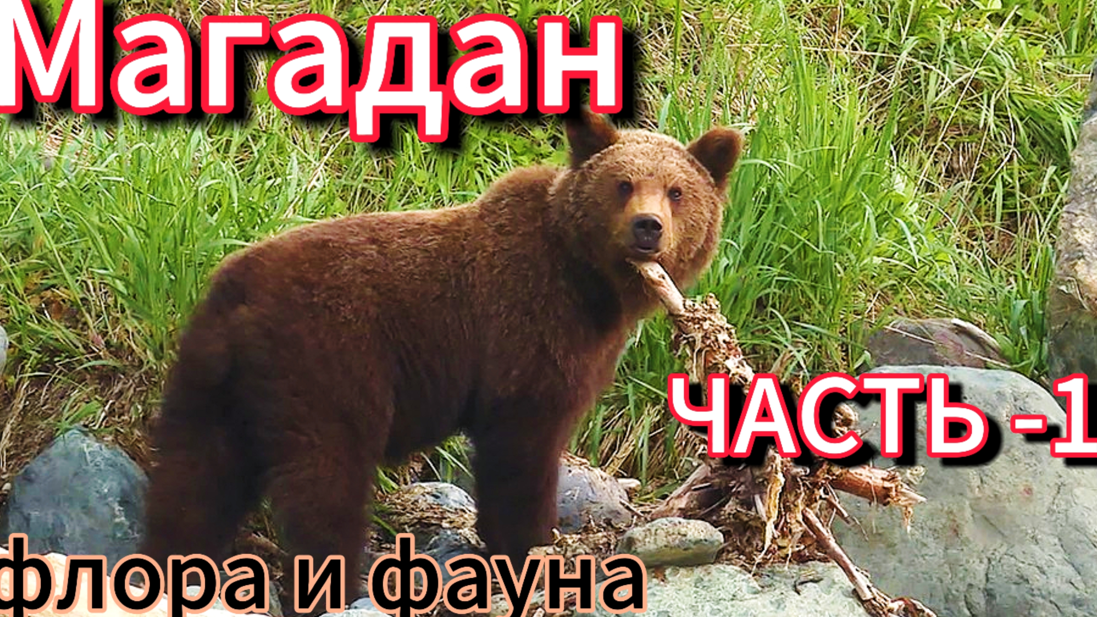 Магадан (флора и фауна, заповедные места) часть 1