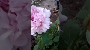 🌹 THE PRIDE(Зе Прайд) 🐝🍁пит. РОЗОФЛОРА