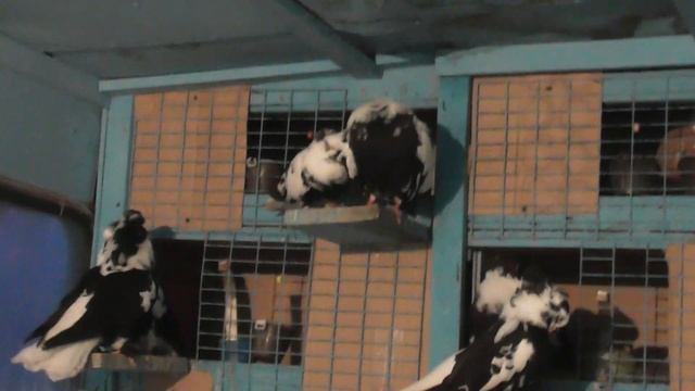 S1090004 Чубатые белозобые бабочки 2. смотреть онлайн