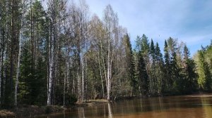 За чагой по лесной речке 17 мая 2025 года