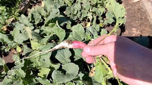 Высаживаю озимый чеснок двумя способами /конец сентяб смотреть онлайн