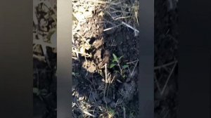 Копка картофеля сорт Метеор.01.09.2024 года