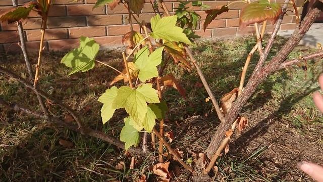Как обрезать крыжовник осенью? Формирование куста.
