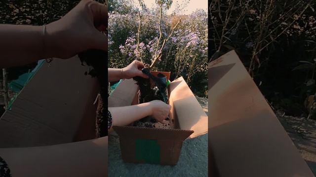 получила очередную красоту. Розы  Поле Раяль и Дженеро смотреть онлайн