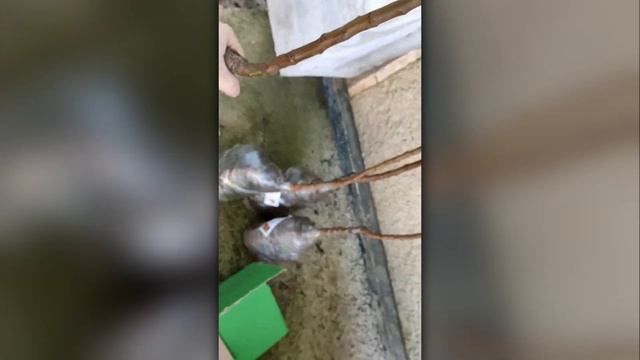 ВІДЕОВІДГУК АГРОМАРКЕТ ОТЗЫВ  Саджанці мигдалю жим?