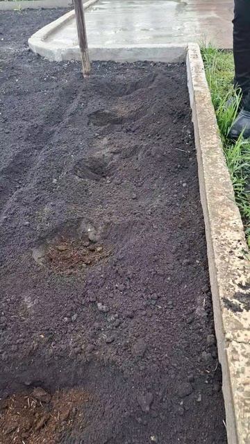 Посадка огурцов в грунт рассадой