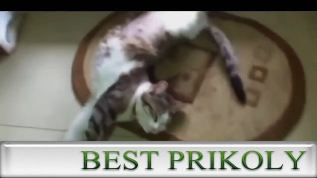 Смешные кошки смотреть онлайн