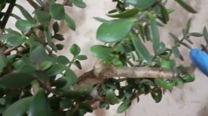 Обрезка денежного дерева, толстянки