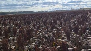 Уборка красного зернового сорго Сентинел AltaSeeds 28.10.2024г